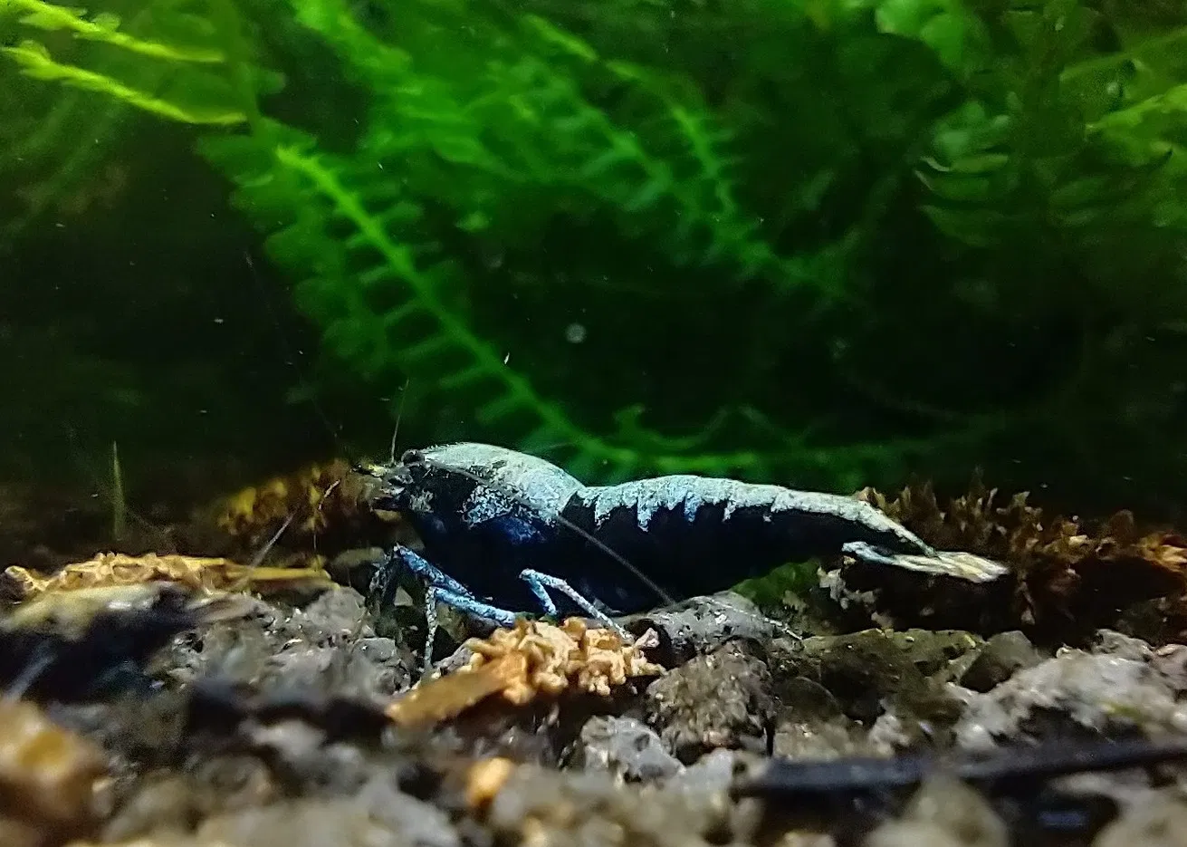 Crazy Blue