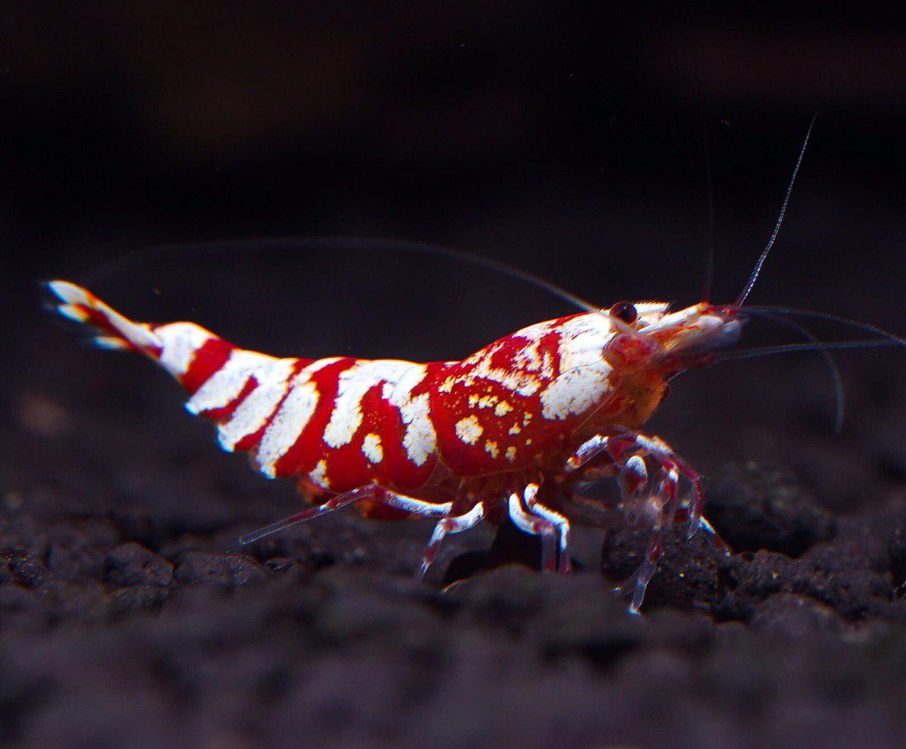 Taiwan Red Fancy Tiger